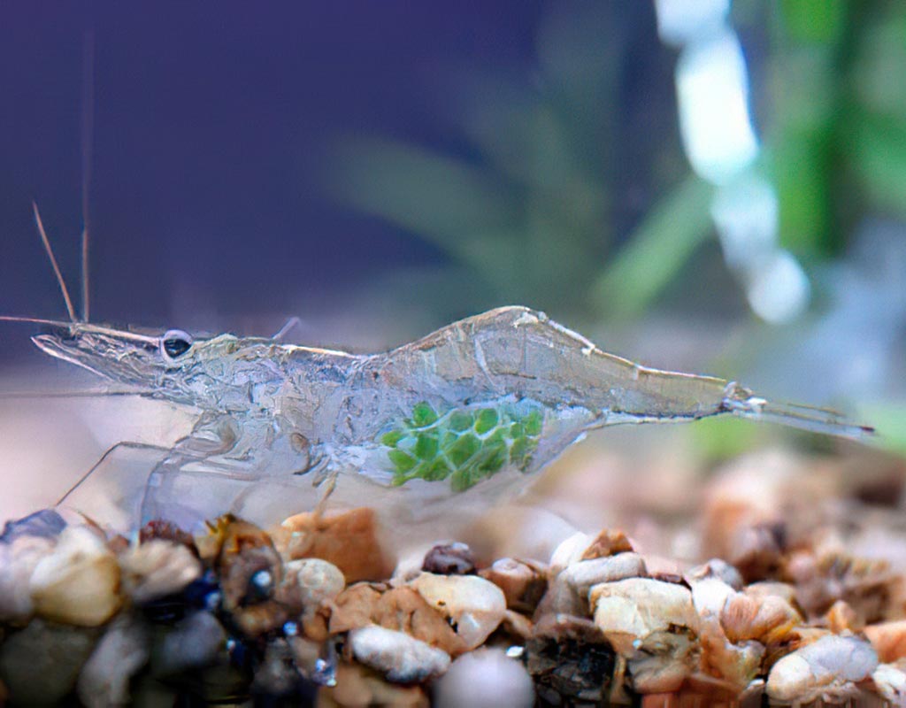 Grass Shrimp