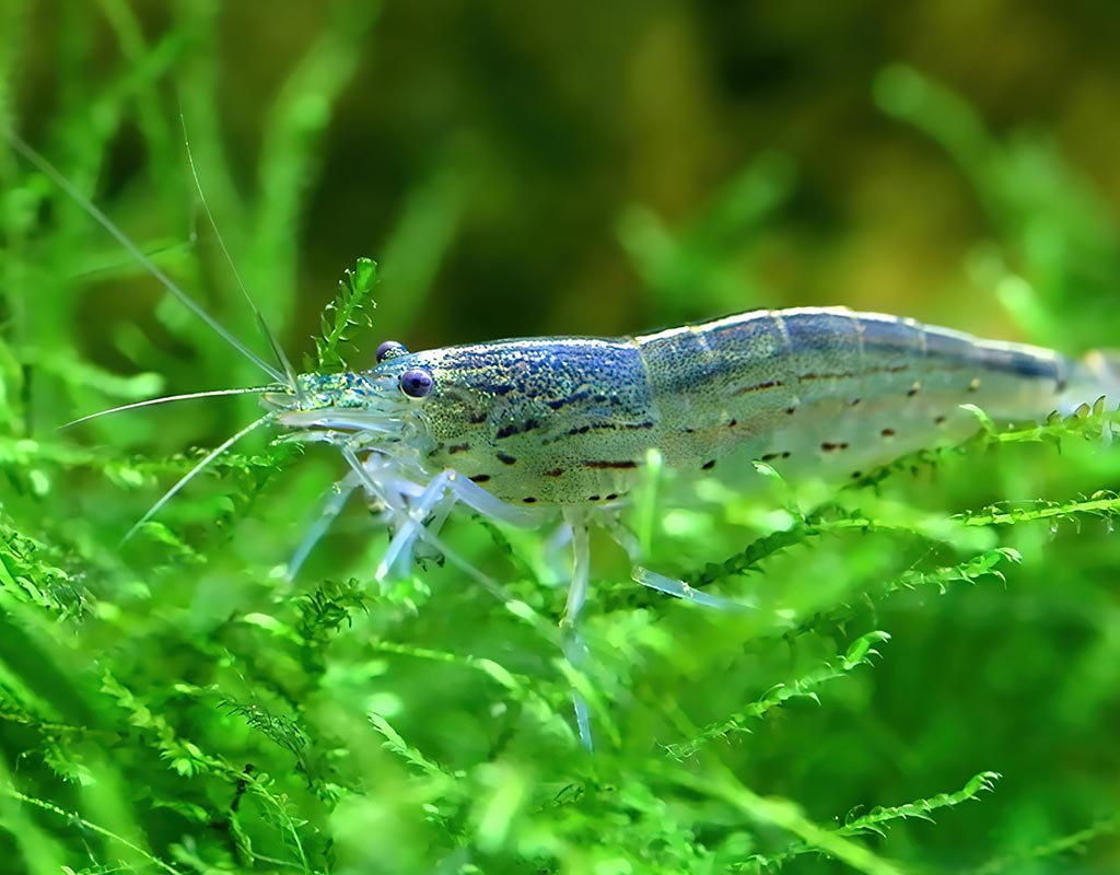 Amano Shrimp