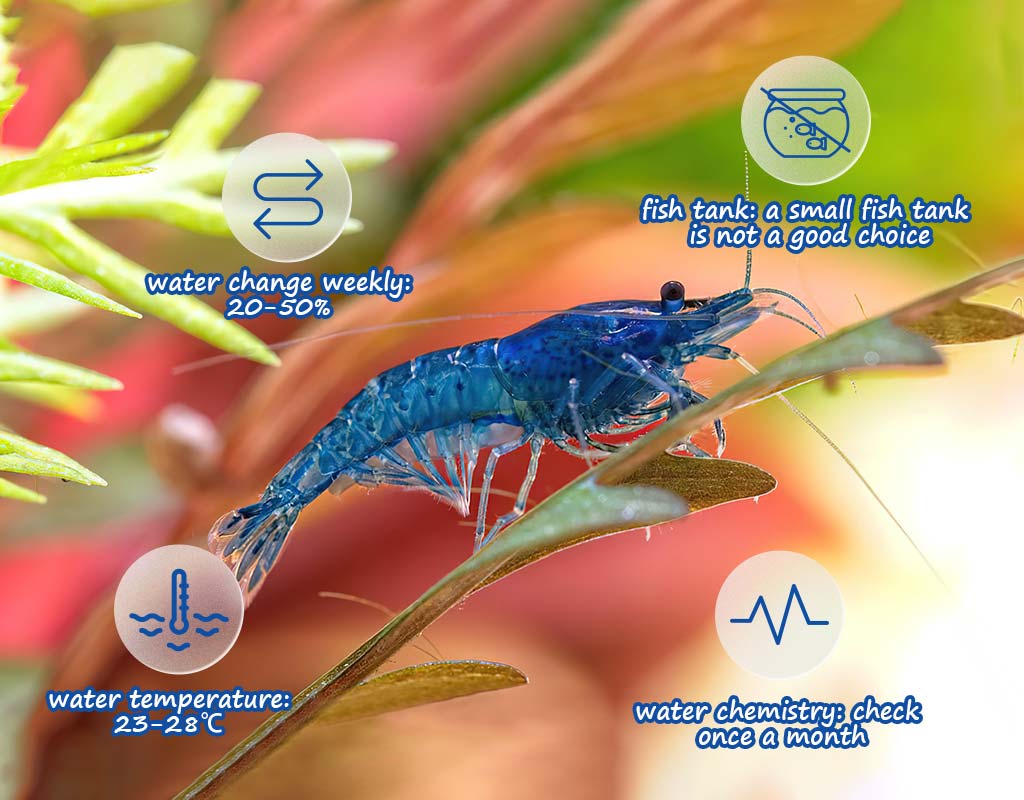 freshwater shrimp profile