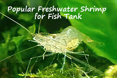 Popular Freshwater Shrimp for Fish Tank
