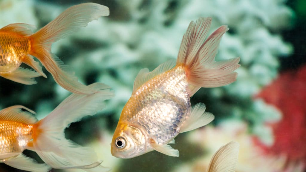 Swim Bladder Disease in Fish