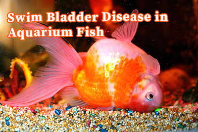 Swim Bladder Disease in Aquarium Fish