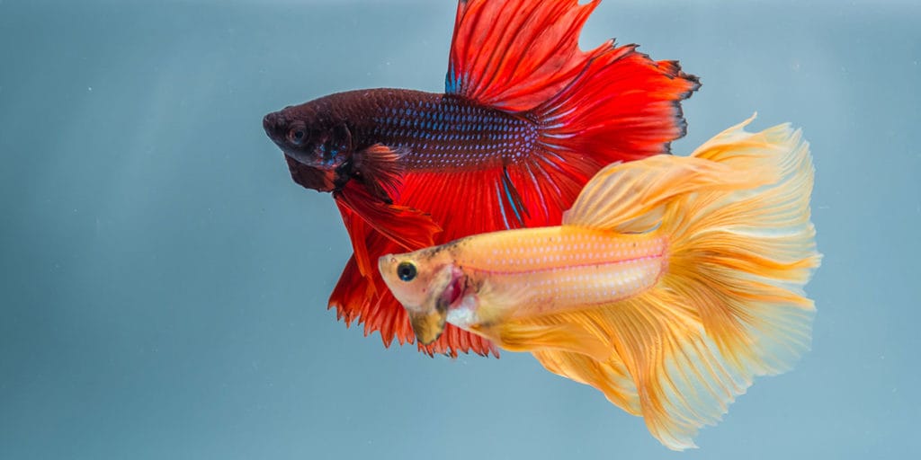 Swim bladder disease in betta fish