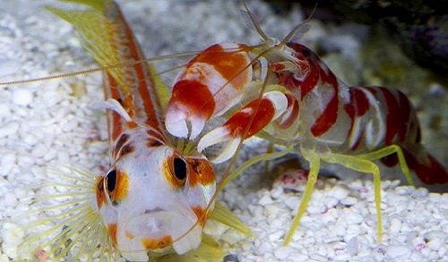 Pistol Shrimp