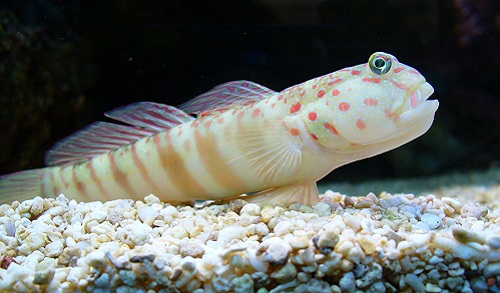 Watchman Goby