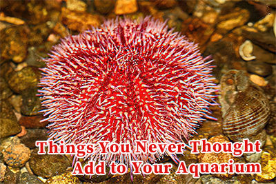 Things You Never Thought Add to Your Aquarium