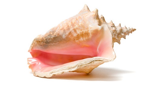 Conch