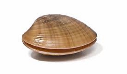 Clam