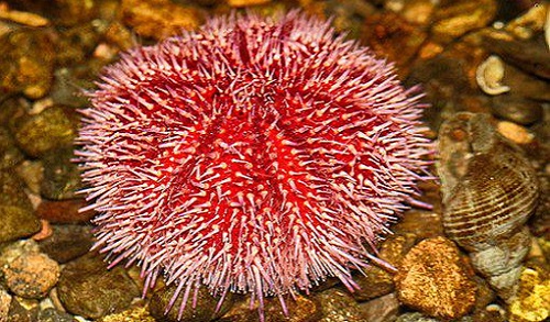 Urchin