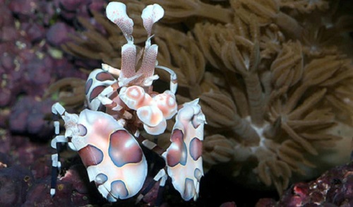 Harlequin Shrimp