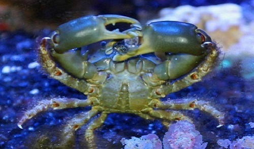 Emerald Crab