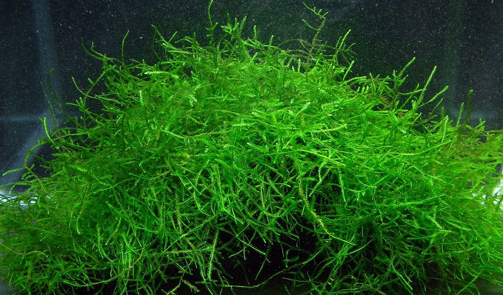 10 Best Carpet Plants For Stunning Aquarium Grass (Beginner's Guide)