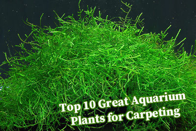Top 10 Great Aquarium Plants for Carpeting
