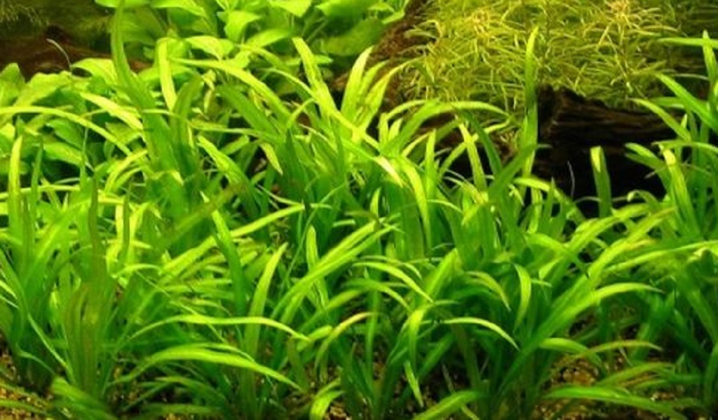 10 Best Carpet Plants For Stunning Aquarium Grass (Beginner's Guide)