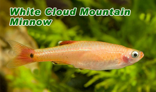 White Cloud Mountain Minnow