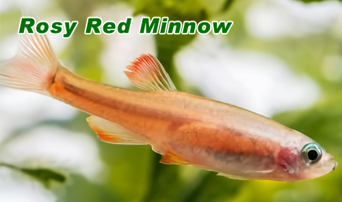Rosy Red Minnow