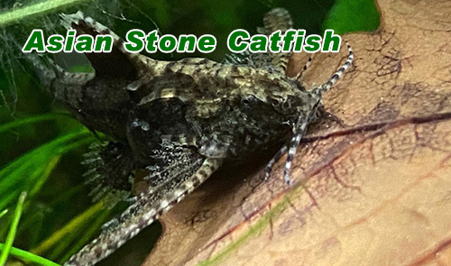 Asian Stone Catfish