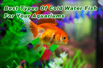 Best Types Of Cold Water Fish For Your Aquariums