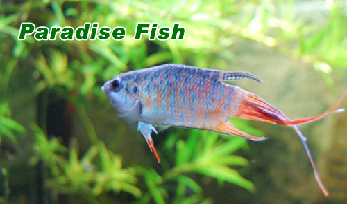 Paradise Fish