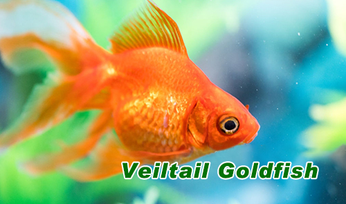 Veiltail Goldfish