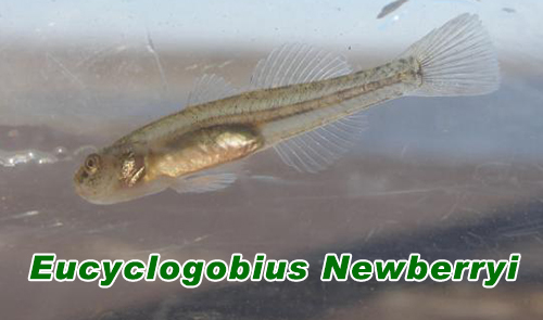 Eucyclogobius Newberryi