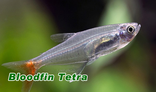 Bloodfin Tetra