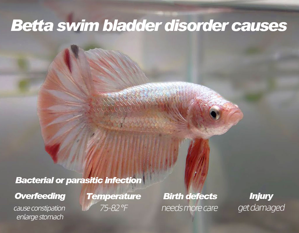 Betta swim bladder disorder causes