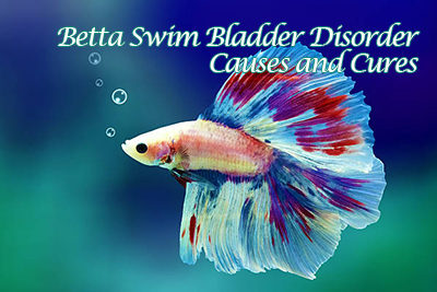 Betta Swim Bladder Disorder Causes and Cures