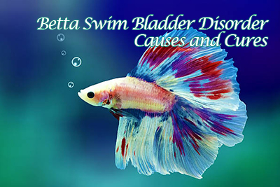 Why betta swim bladder