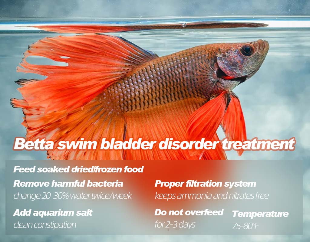 Betta swim bladder disorder treatment