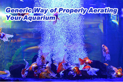 Generic Way of Properly Aerating Your Aquarium