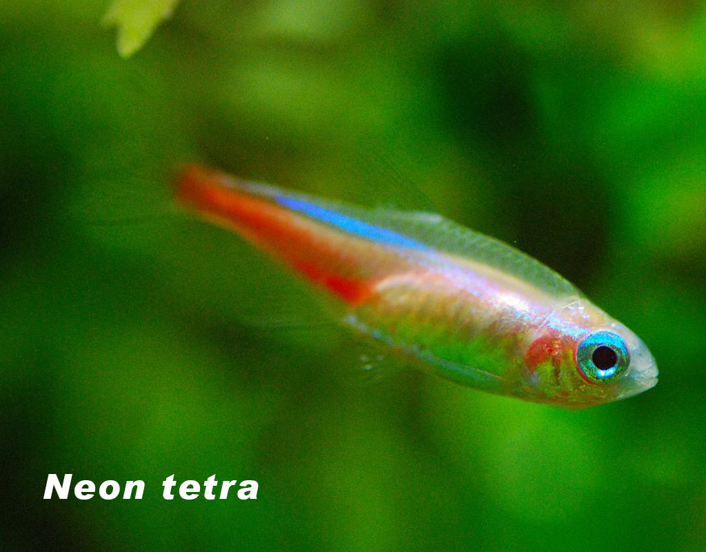 Neon tetra