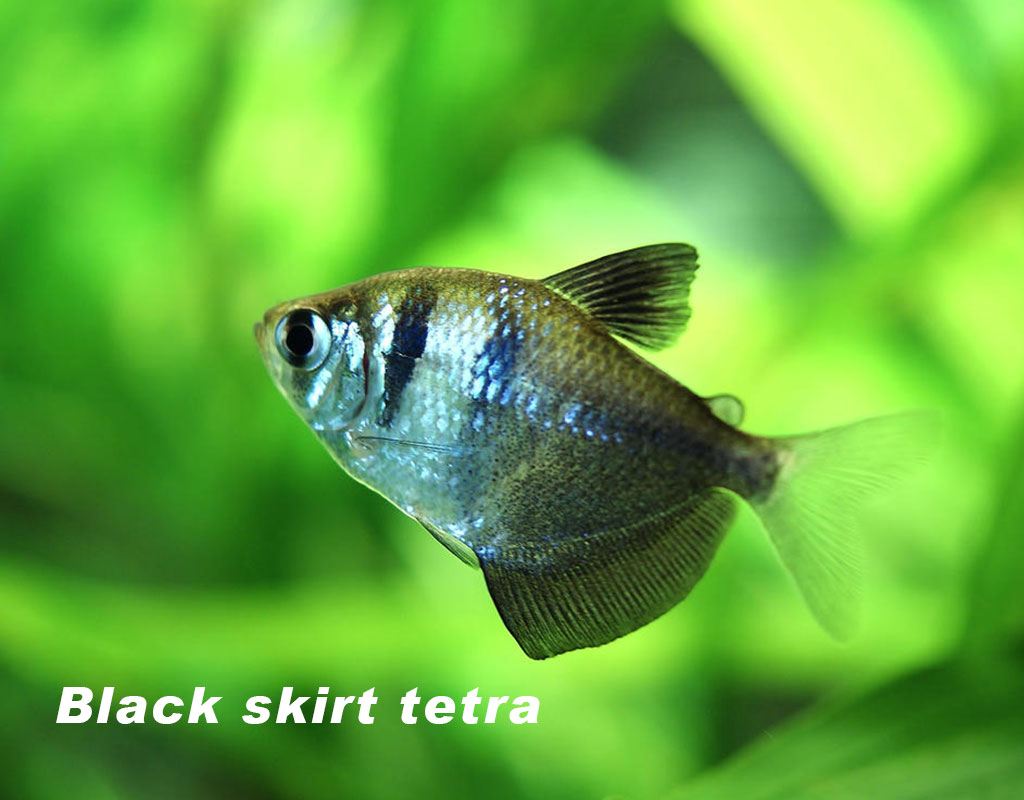 Black skirt tetra