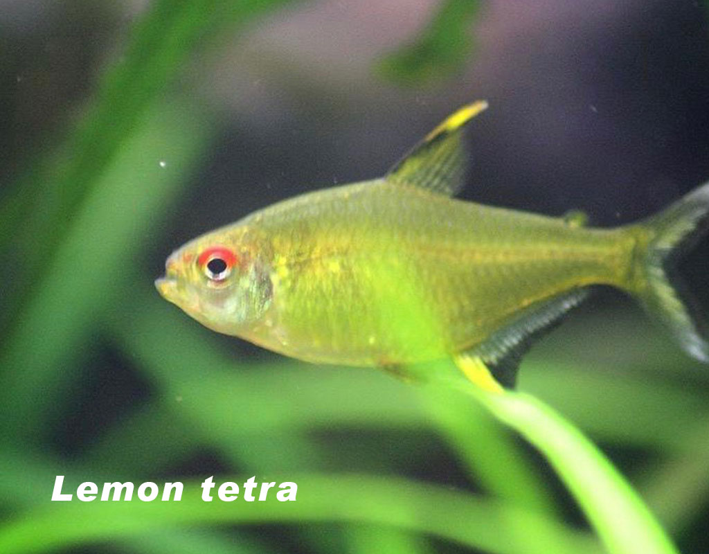 Lemon tetra