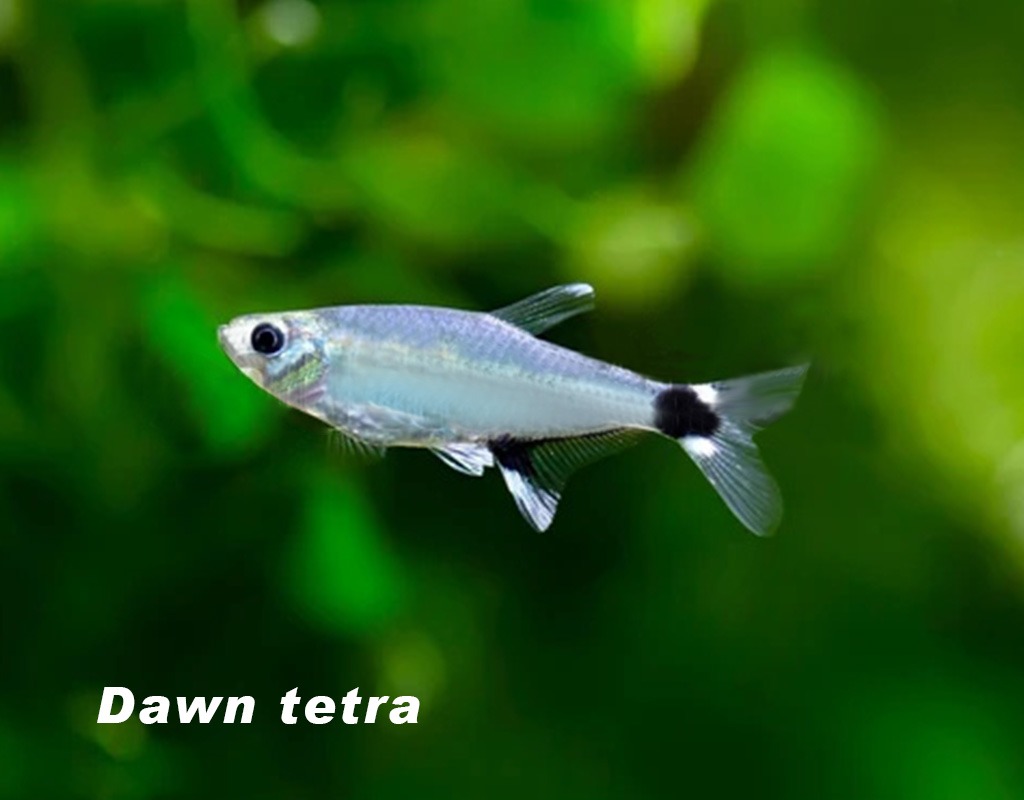 Dawn tetra