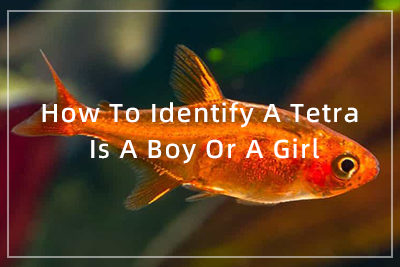 How To Identify A Tetra Is A Boy Or A Girl