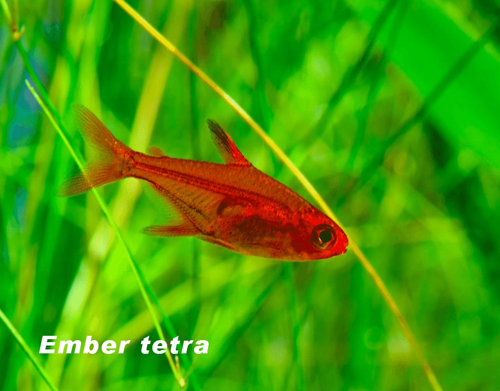 Ember tetra