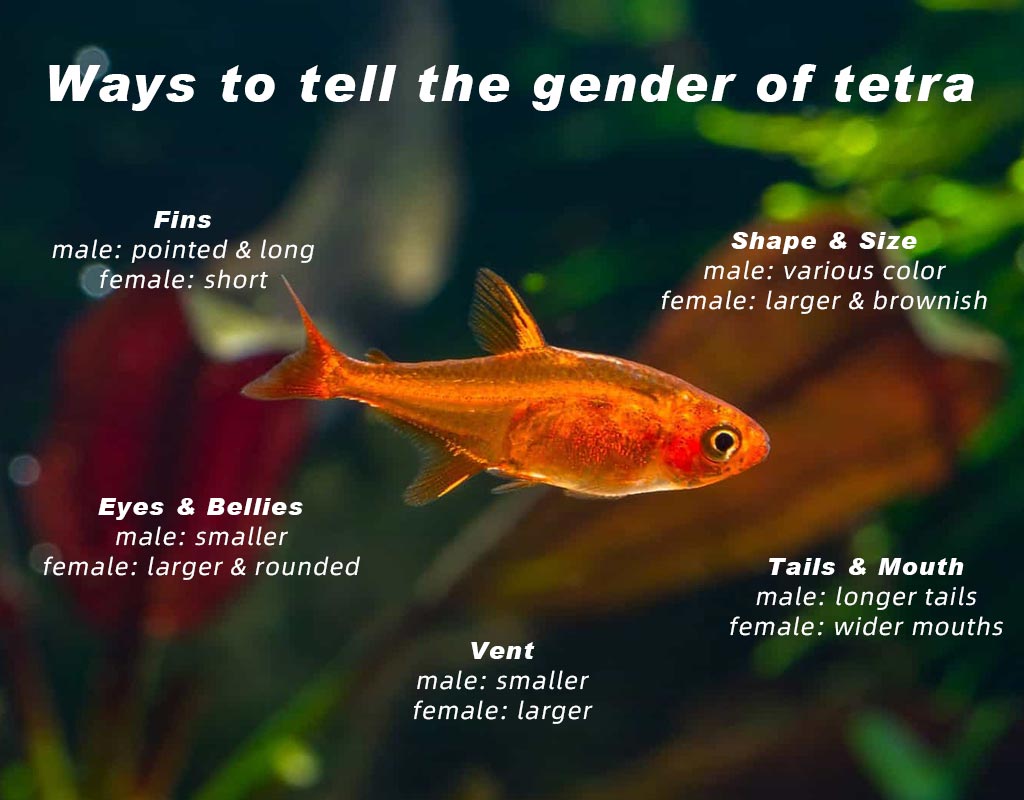 Ways to tell the gender of tetra