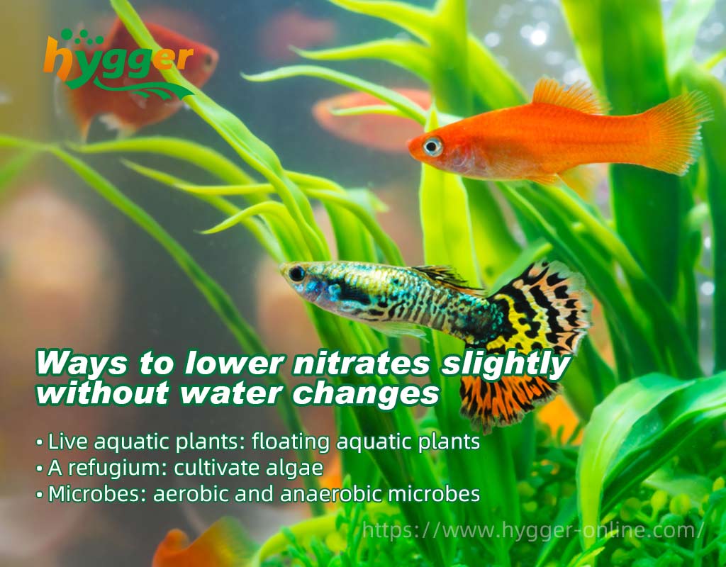 lower nitrates in aquarium
