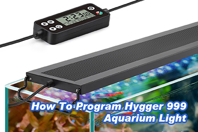 program hygger 999