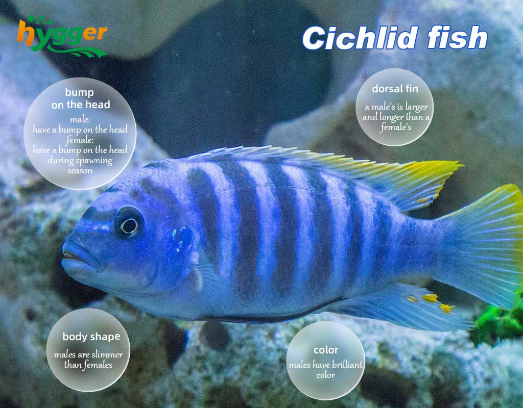 Cichlid fish