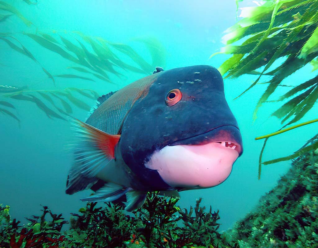 Asian sheepshead wrasse