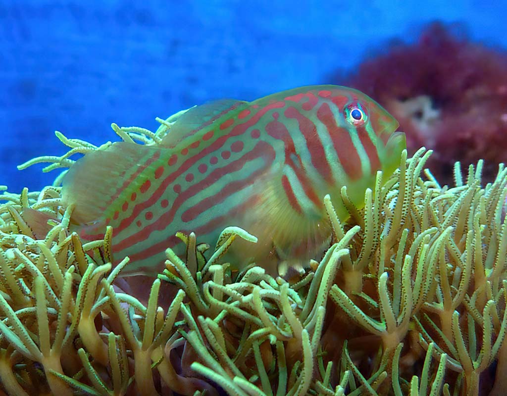 Broad-barred goby