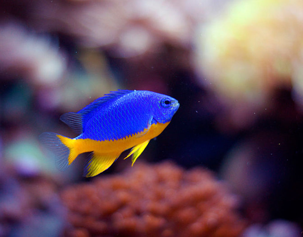 Damselfish