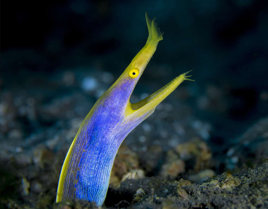 Ribbon eel