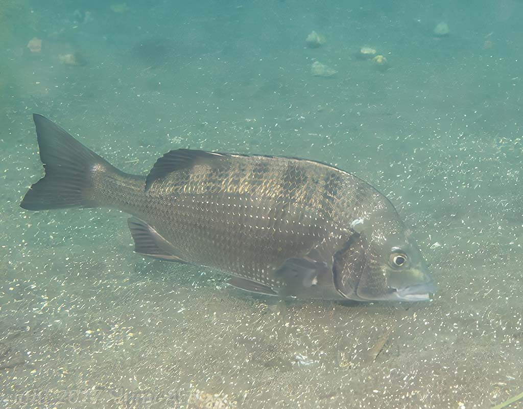 Black porgy