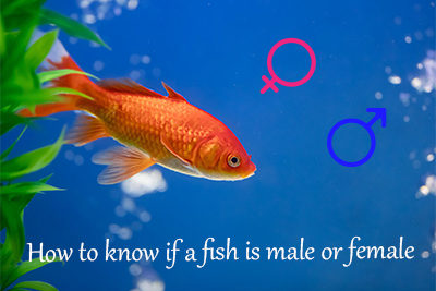 How to Know If a Fish is Male or Female