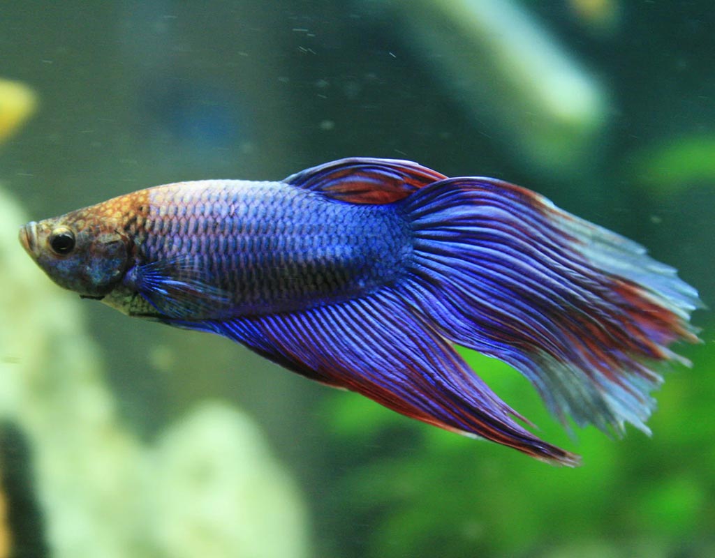 Interview Aquarium Labyrinth Fish World hygger