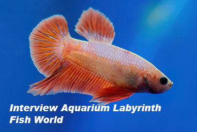 Interview Aquarium Labyrinth Fish World