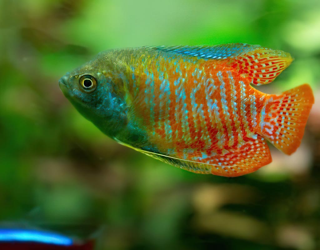 dwarf gourami iridovirus